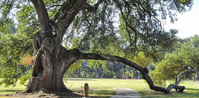 The Oaks of New Orleans